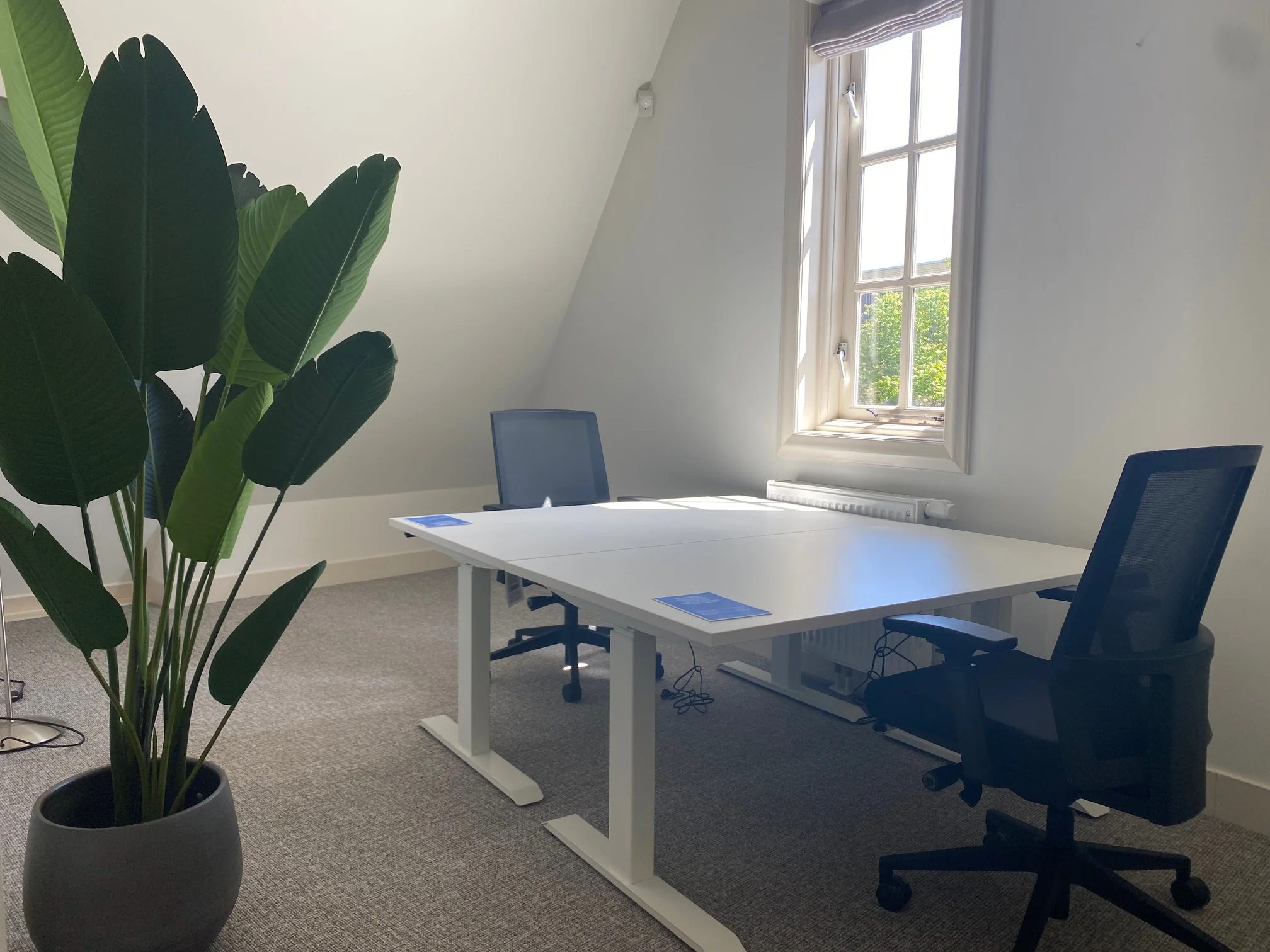 Licht en modern kantoor met twee bureaustoelen, een groot wit bureau, een raam en een grote kamerplant aan de Kleine Houtweg.